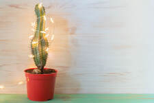 Cactus with Lights